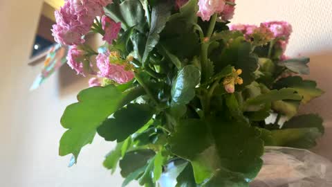 KOYO online show from April 4, 3:31 pm