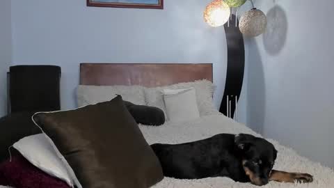 Snapshot of angelx_fox chatting on December 5, 3:15 am Angel Fox online show from December 5, 3:15 am