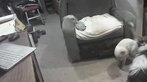 arealshowoff online show from March 22, 12:10 pm