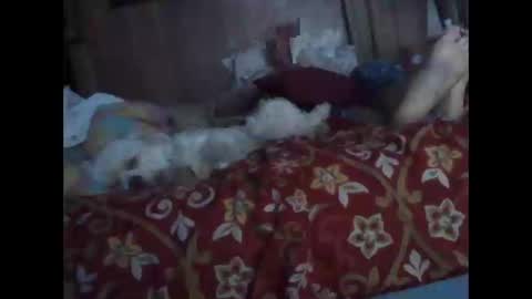 BB online show from October 20, 1:31 am