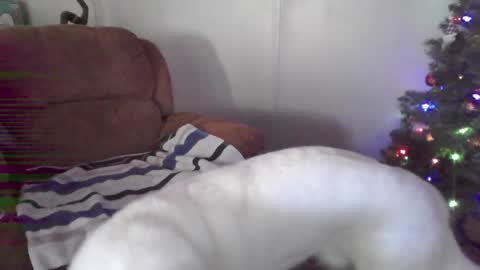 Snapshot of bone_daddy_4u chatting on January 3, 3:12 pm Bone daddy online show from January 3, 3:12 pm