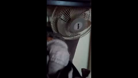 Brobator-gator online show from February 19, 12:40 am