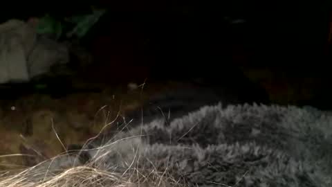 Steve online show from March 11, 7:36 pm