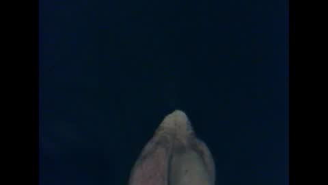 CutieBoy online show from October 26, 1:40 am