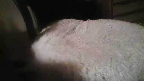 Danielle online show from October 31, 10:07 am