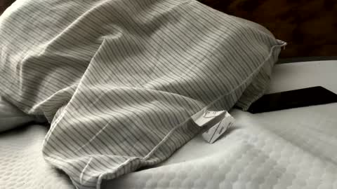 dhone66 online show from February 15, 1:49 pm