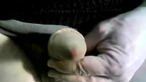 felicaste online show from February 17, 5:32 pm