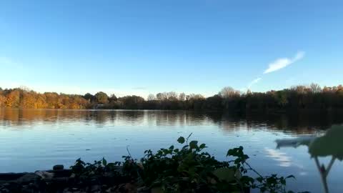 Pink Dog online show from November 5, 3:14 pm