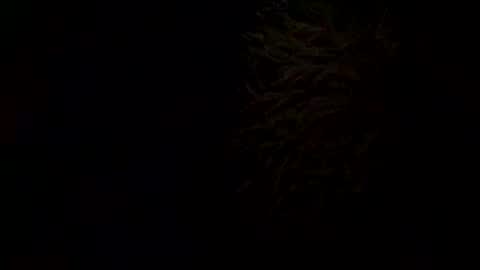 Snapshot of kitkat_loco1 chatting on October 31, 6:22 pm Kitkat loco online show from October 31, 6:22 pm