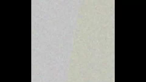 manatee bear online show from September 17, 3:07 am