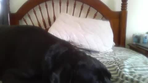 Davis online show from February 14, 8:15 pm