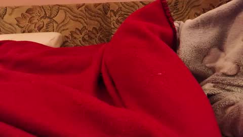 miaowhowl online show from February 3, 4:34 pm