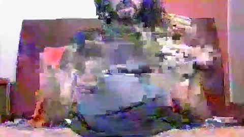 Devil online show from January 9, 7:52 pm