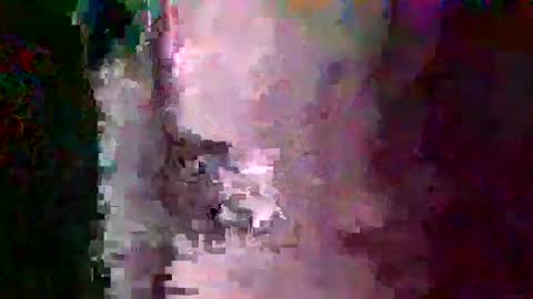 Snapshot of oretrail chatting on February 16, 4:20 am oretrail online show from February 16, 4:20 am