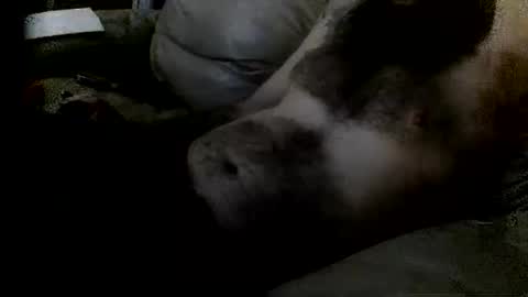 Clothingoptional online show from December 2, 6:11 pm