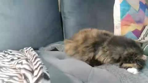 sybomec online show from February 25, 3:35 pm