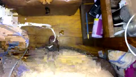 vegujo online show from February 7, 7:07 am