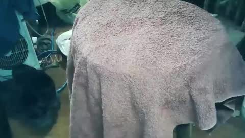 wildman6 online show from March 28, 9:59 pm