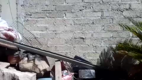 WolvyGalan online show from January 20, 7:04 pm