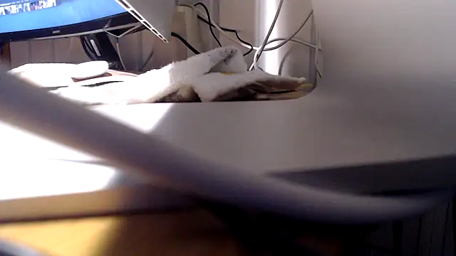 Tommitoo online show from February 22, 5:53 am