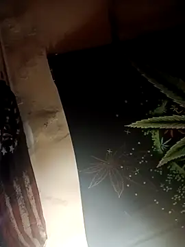 ySqmbVanbe online show from November 29, 2:41 pm