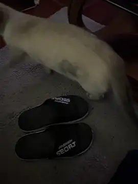 HFDYJLO online show from March 18, 10:57 pm