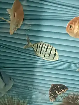 Mr joh online show from November 7, 5:55 am