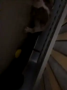 dym251211 online show from February 4, 8:17 pm