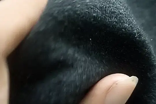 Telugu sollakaya online show from December 2, 6:41 pm