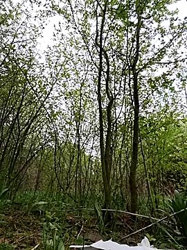 VickyDevilEU online show from April 18, 3:02 pm