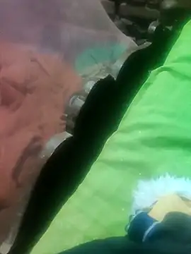 sshrichandra online show from November 13, 6:34 pm