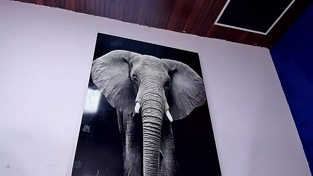 king falconer online show from October 22, 2:59 am