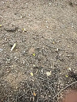 telugumodda4396 online show from October 5, 10:30 am