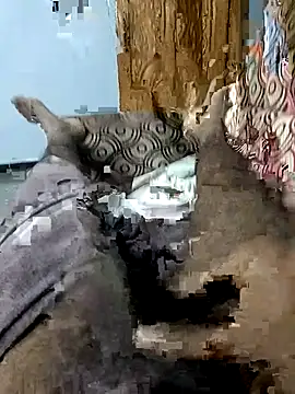 spermc online show from November 26, 4:21 pm