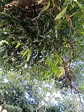 Avejkhan1630 online show from December 14, 4:30 am