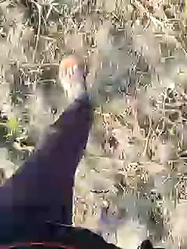 ThethunderPo online show from December 19, 3:07 am