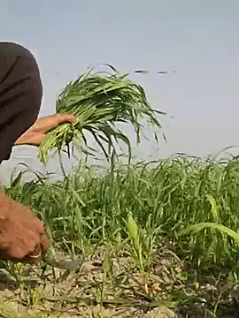 ThethunderPo online show from February 13, 3:18 am