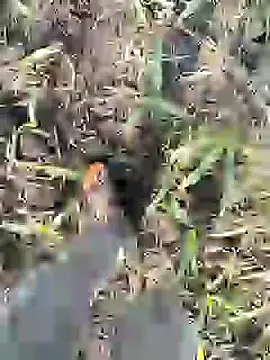 ThethunderPo online show from February 8, 3:19 am