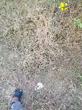 rameshmry1 online show from March 21, 12:20 pm