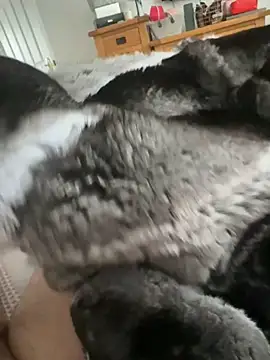 Furdale online show from April 18, 10:27 am