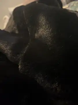 Snapshot of Furdale chatting on December 20, 3:10 pm Furdale online show from December 20, 3:10 pm