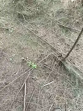 Gopal1243 online show from February 15, 9:27 am