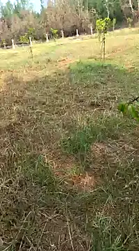 Gopal1243 online show from February 11, 4:01 am